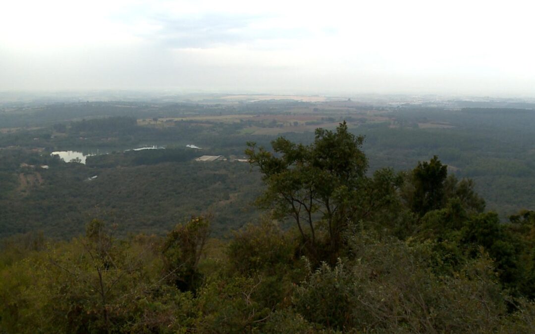 Um ano após o maior incêndio da Flona de Ipanema, 40 hectares já foram reflorestados