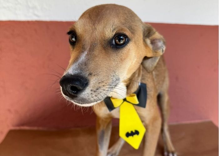 Feirinha de ado&ccedil;&atilde;o de pets acontece neste s&aacute;bado em Sorocaba