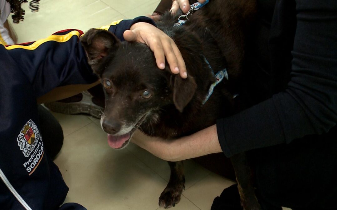 Lei permite adoção de pets em escolas e transforma rotina de crianças em Sorocaba