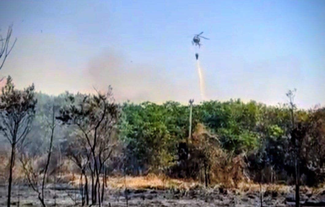Equipes resgatam animais atingidos por incêndio na Floresta Nacional de Ipanema