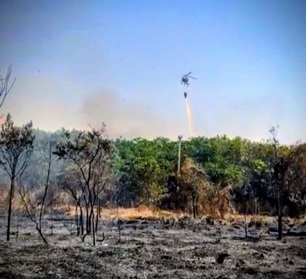 Inc&ecirc;ndio Floresta Nacional de Ipanema