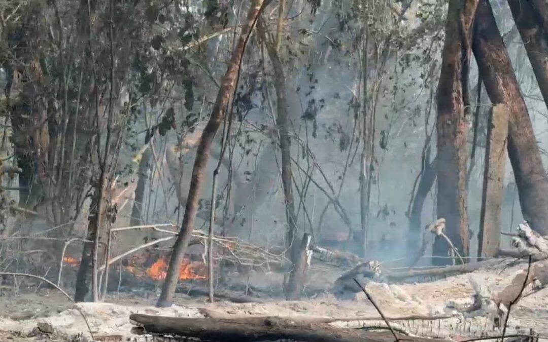 Incêndio na Floresta Nacional de Ipanema completa 48 horas