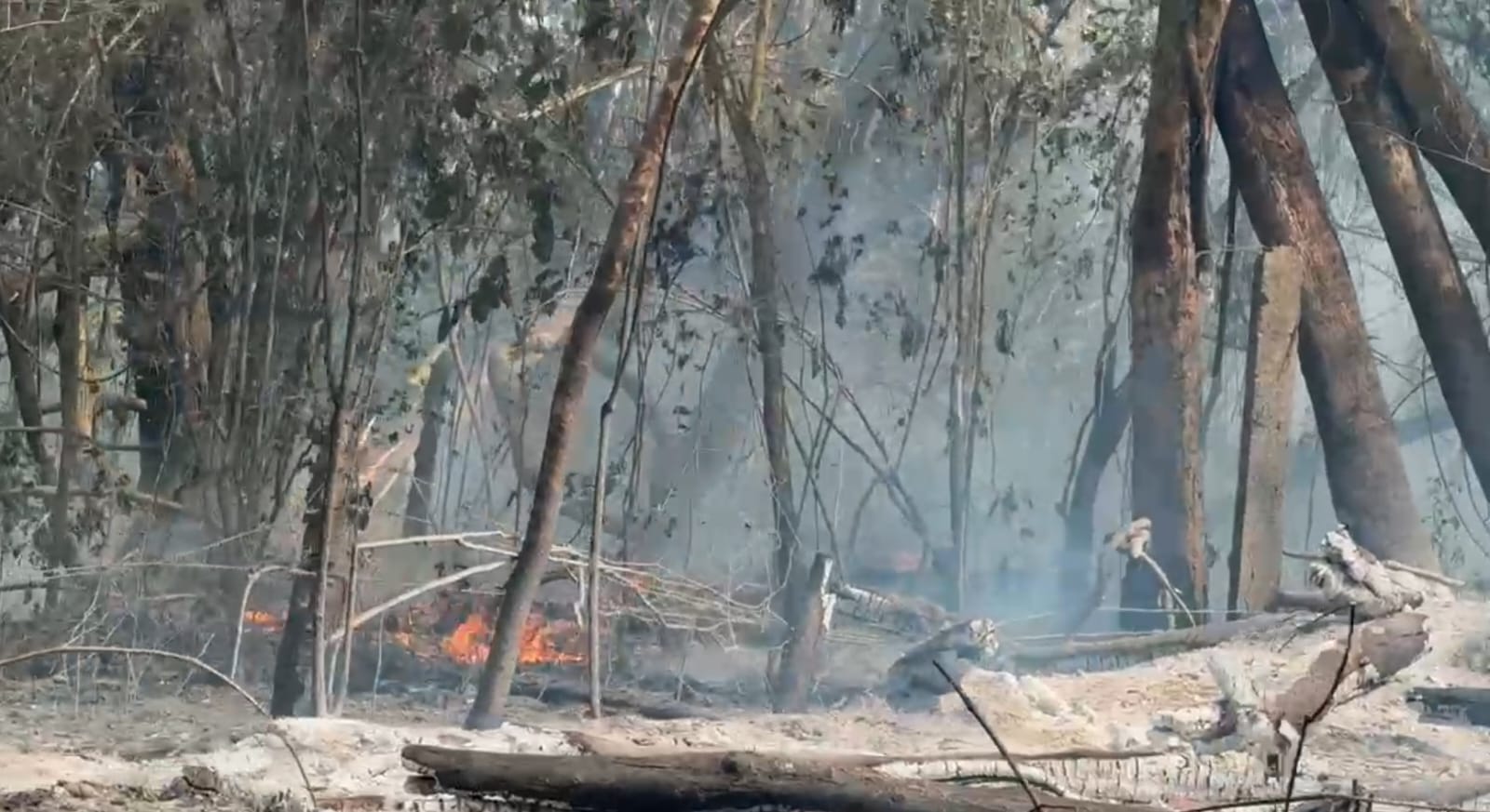 Inc&ecirc;ndio Flona