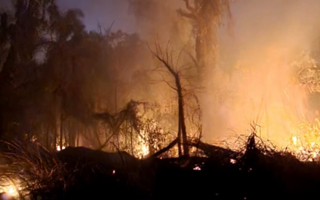 Incêndio de grandes proporções atinge Floresta Nacional de Ipanema