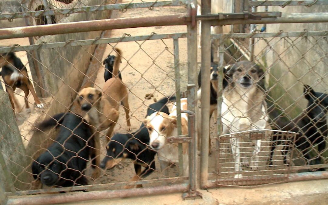 Protetora de animais morre e ONG em Piedade busca apoio para cuidar de quase 400 cães e gatos