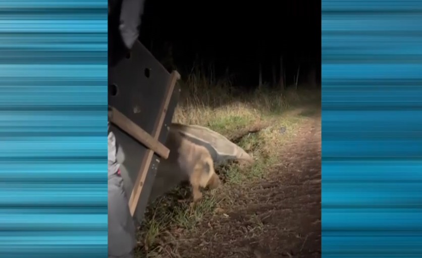 Animal sendo solto &agrave; Floresta Nacional de Ipanema.