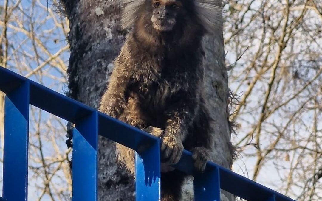 Sagui encontrado morto em Salto testa positivo para febre amarela