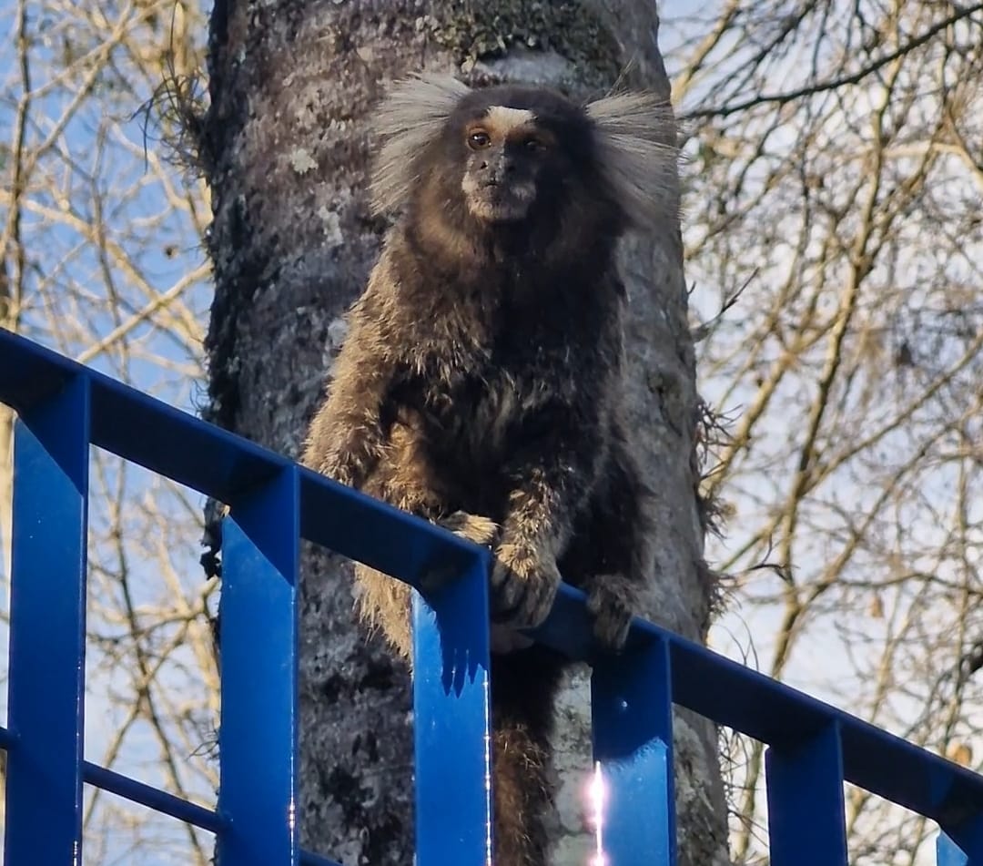 sagui