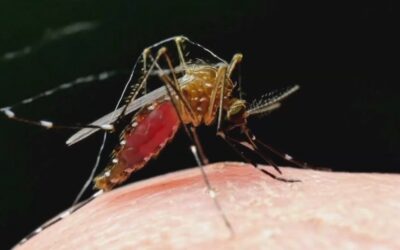 Itapetininga registra queda de 97% nos casos de dengue no primeiro trimestre de 2026