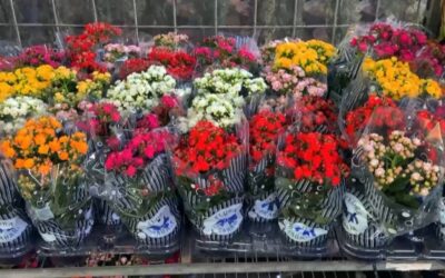 Dia de Finados aumenta movimento e expectativa de vendas no mercado de flores da Ceagesp em Sorocaba