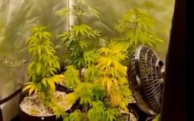 Homem é preso em Sorocaba por cultivar maconha em casa