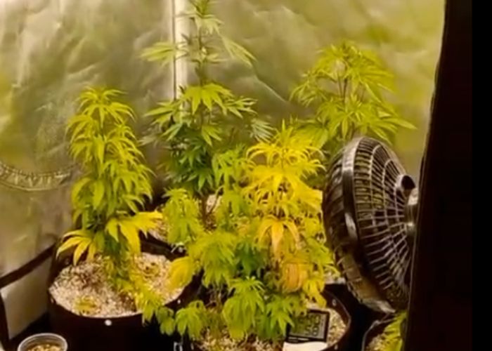 P&eacute;s de maconha encontrados