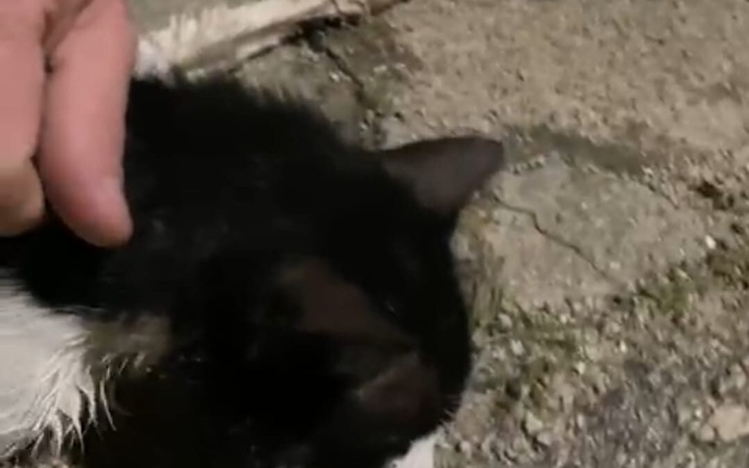 Gato morre após possível envenenamento no Jardim Brasilândia, em Sorocaba