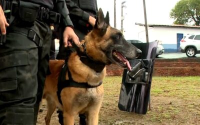 Tietê sedia campeonato nacional de cães policiais das Guardas Civis Municipais