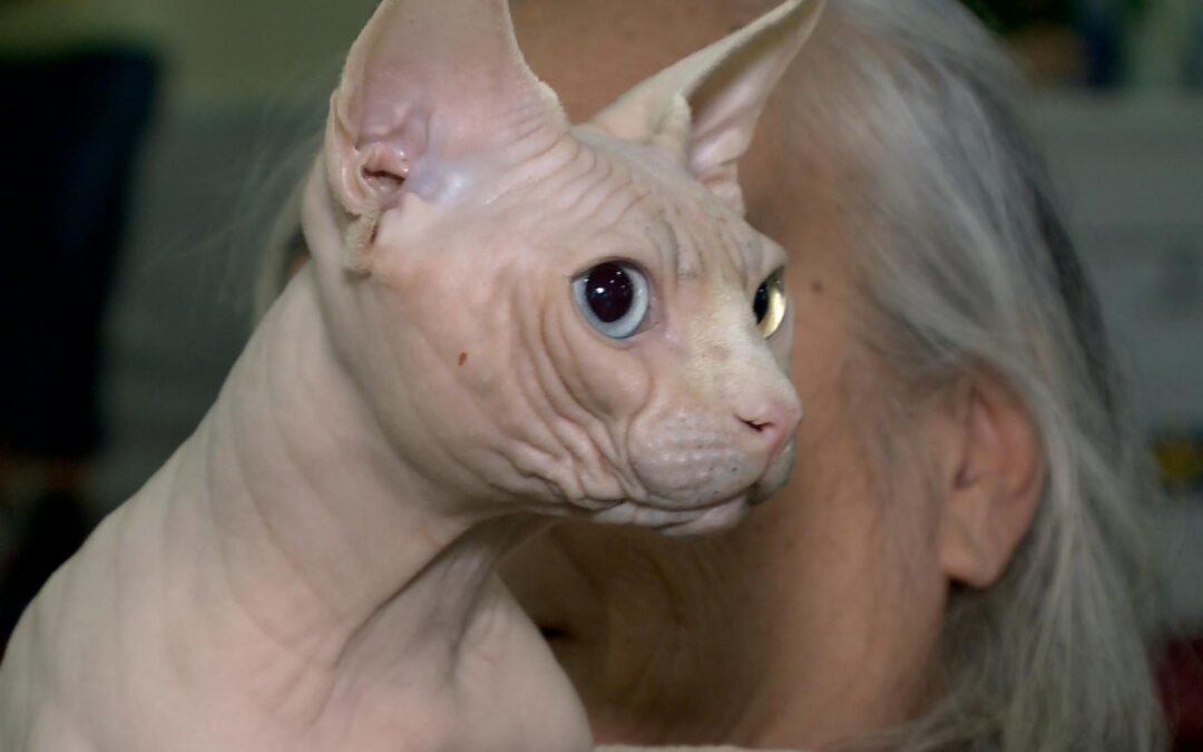 Exposição em Sorocaba reúne raças raras de gatos