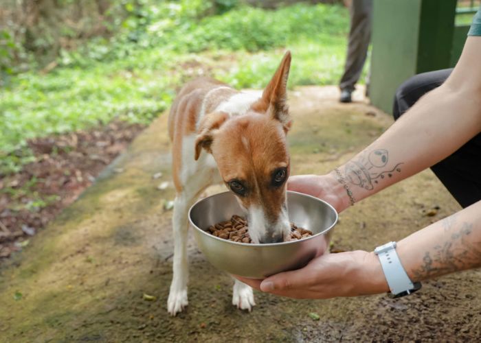 Programa ‘Ração Solidária’ em Jundiaí