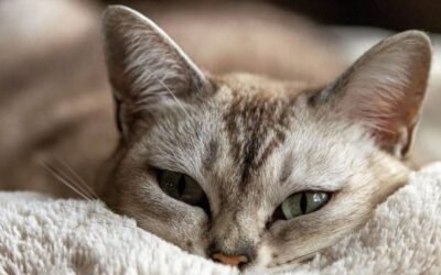 Sorocaba realiza feira de adoção de gatos
