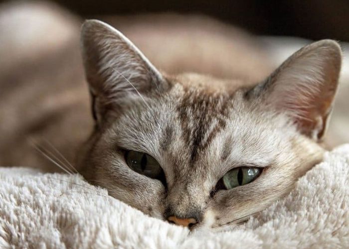 Sorocaba realiza feira de adoção de gatos