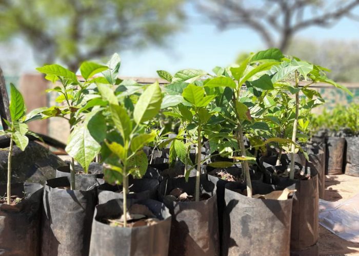 Doação de mudas em Araçoiaba