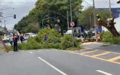 Ventania provoca quedas de árvores e bloqueios em ruas de Jundiaí