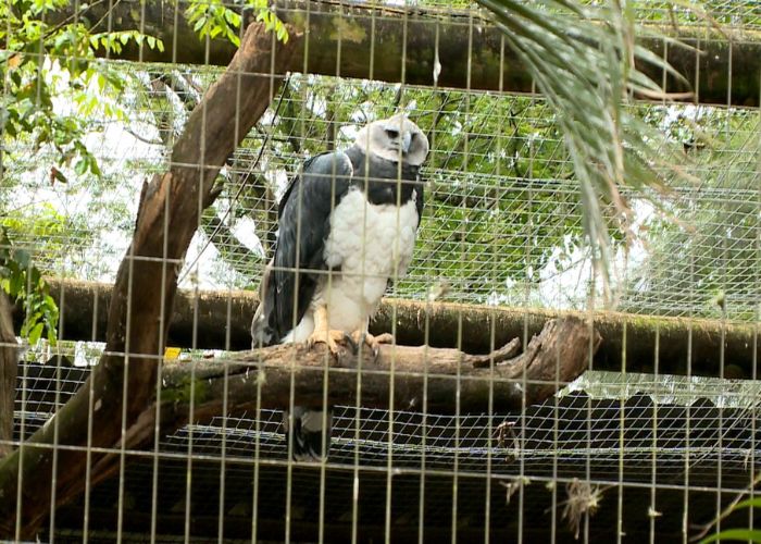 Casal de águias-harpias chega ao Parque Zoológico de Sorocaba