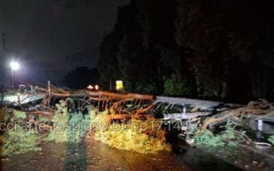 Chuva e ventos fortes provocam queda de árvores em rodovias da região