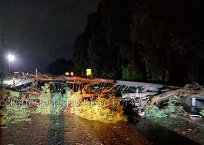 Chuva e ventos fortes provocam queda de &aacute;rvores em rodovias da regi&atilde;o