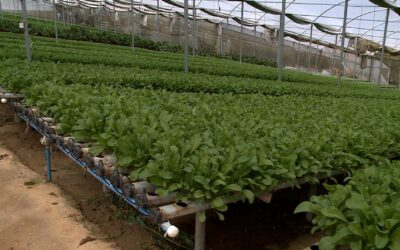Produtores de folhosas da região se adaptam às mudanças do clima para manter a produção