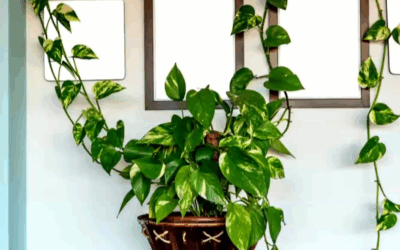 Plantas ajudam a reduzir o calor e funcionam como “ar-condicionado natural” dentro de casa