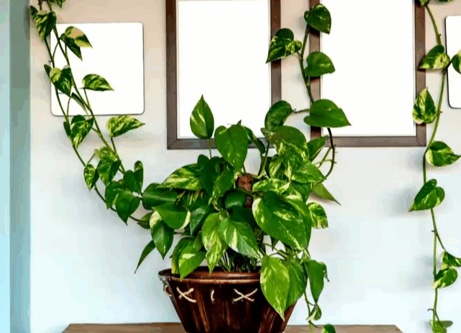 Plantas ajudam a reduzir o calor e funcionam como “ar-condicionado natural” dentro de casa