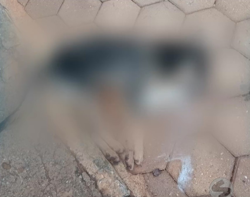 Imagem borrada de c&atilde;o ca&iacute;do no ch&atilde;o.