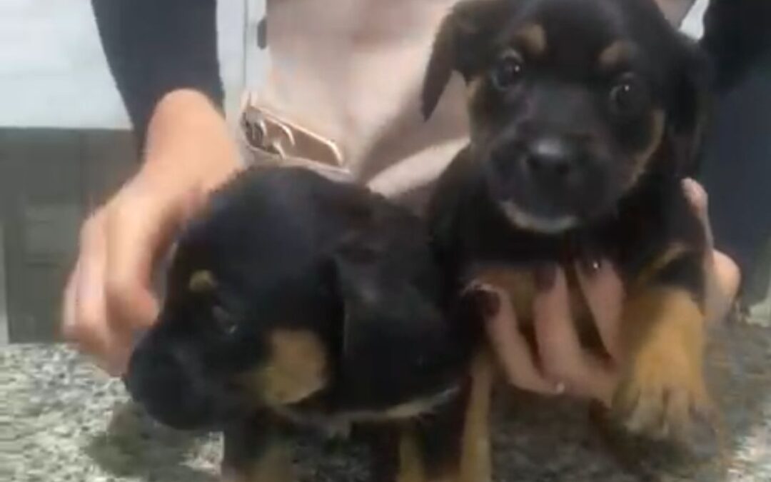 Casal é identificado por abandonar filhotes em frente a ONG em Sorocaba