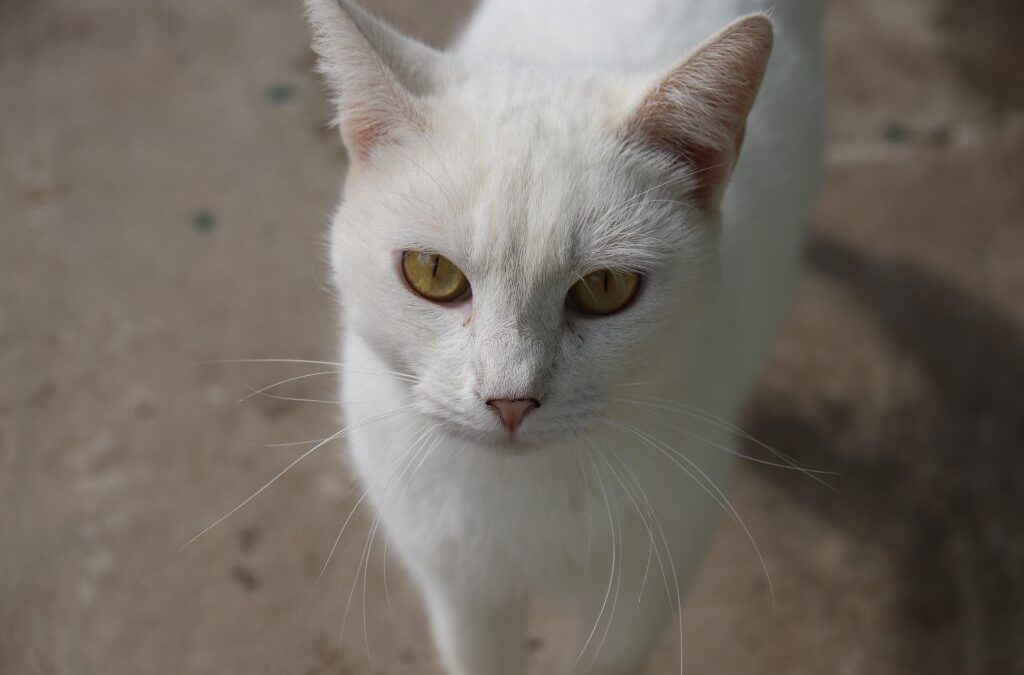 Inscrições para castração gratuita de cães e gatos em Sorocaba