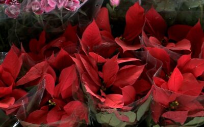 Movimento de Natal aquece a feira de flores da Ceagesp em Sorocaba