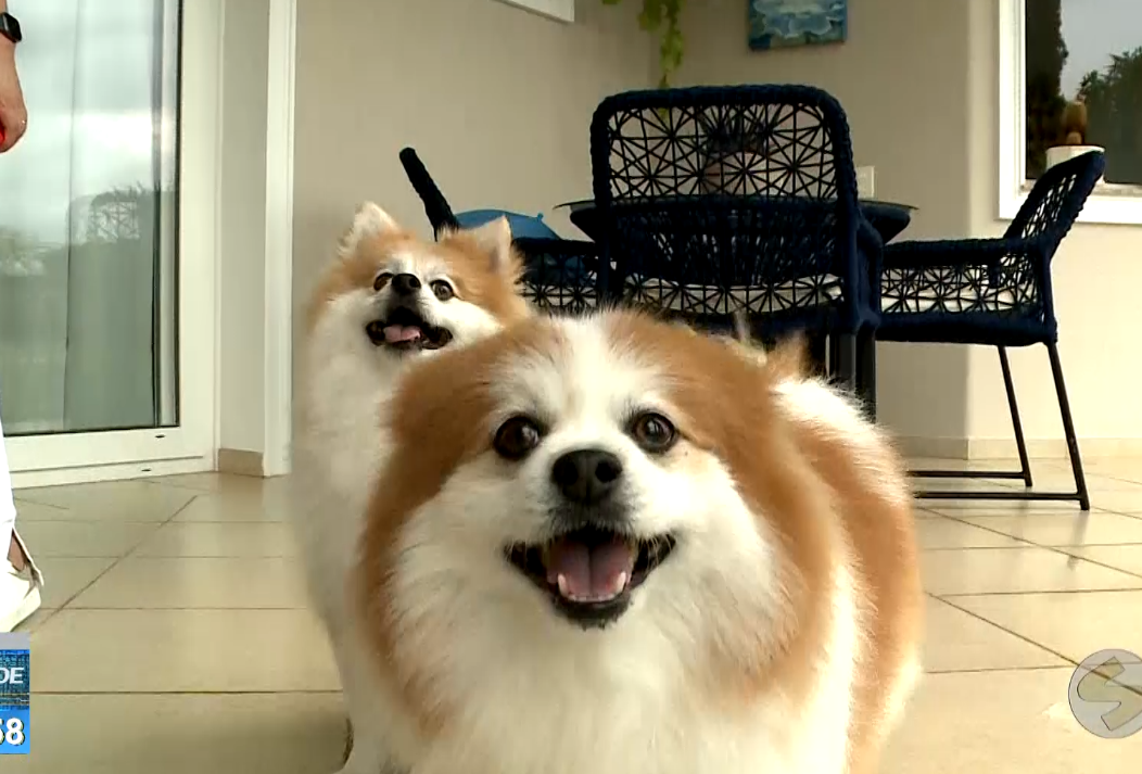 Dois cachorros.