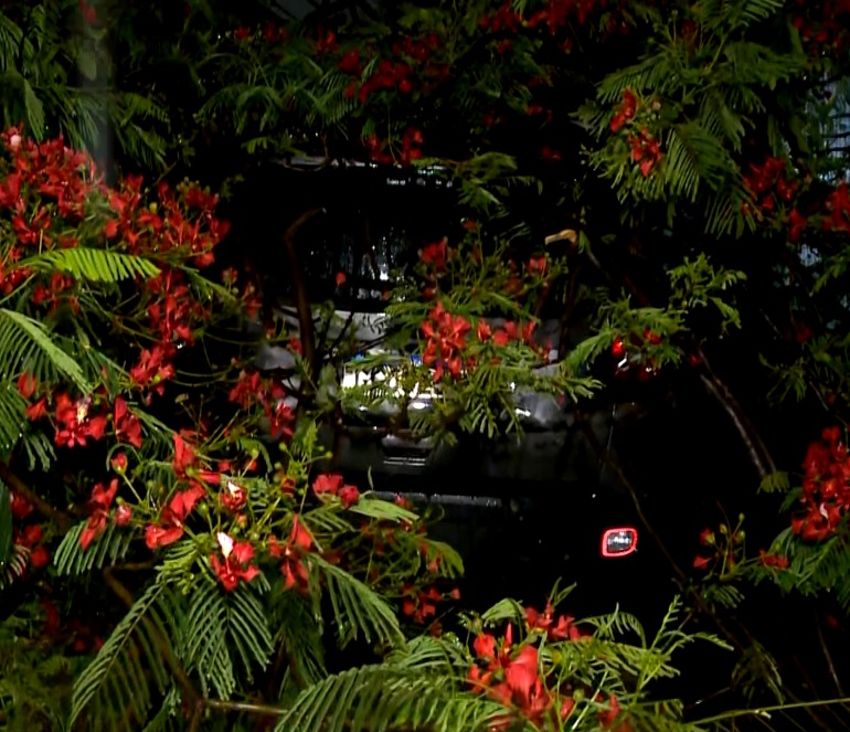 Chuva forte provoca queda de árvores em Sorocaba nesta terça-feira