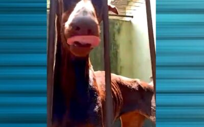 Cães usados como “seguranças” são resgatados em operação da Polícia Civil em Sorocaba