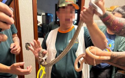 Cerca de 90 animais mantidos em cativeiro são apreendidos, em Sorocaba
