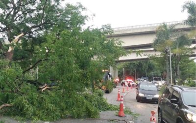 Temporal provoca queda de árvores e danos em vários bairros de Sorocaba