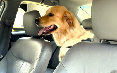 Viagem com pet exige cuidados para garantir segurança e bem-estar do animal