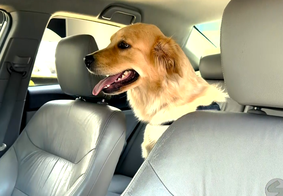 Imagem de cachorro dentro do carro.