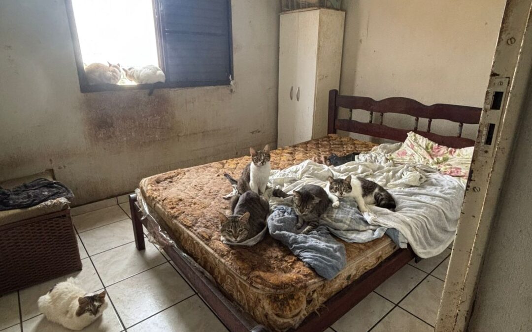 Polícia Civil resgata 46 gatos vítimas de maus-tratos em Mairinque