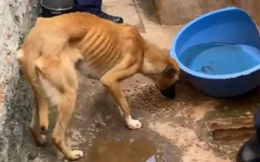 GCM atende ocorrência de maus-tratos a animais no Jardim Virgínia, em Itapeva