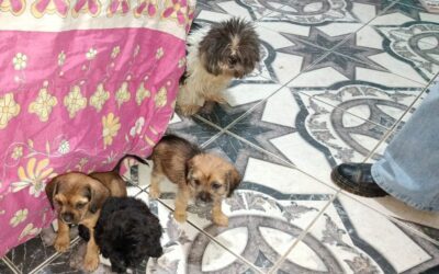 Polícia Civil prende homem por maus-tratos e resgata 14 cães em Sorocaba