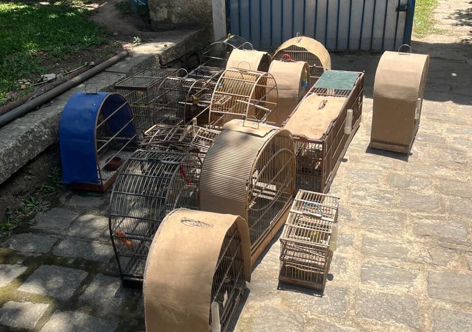Polícia Civil apreende 17 aves silvestres mantidas em cativeiro em São Roque