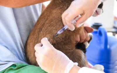 Vacinação antirrábica gratuita em Itupeva