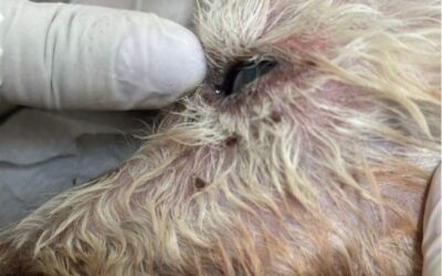 Tutora é levada à polícia após cachorro morrer em Sorocaba