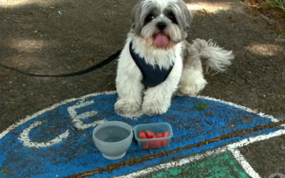 Altas temperaturas exigem cuidados extras com a hidratação dos pets