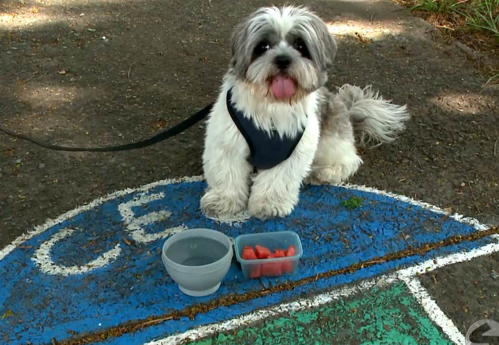 Imagem de cachorro ao lado do pote de &aacute;gua.