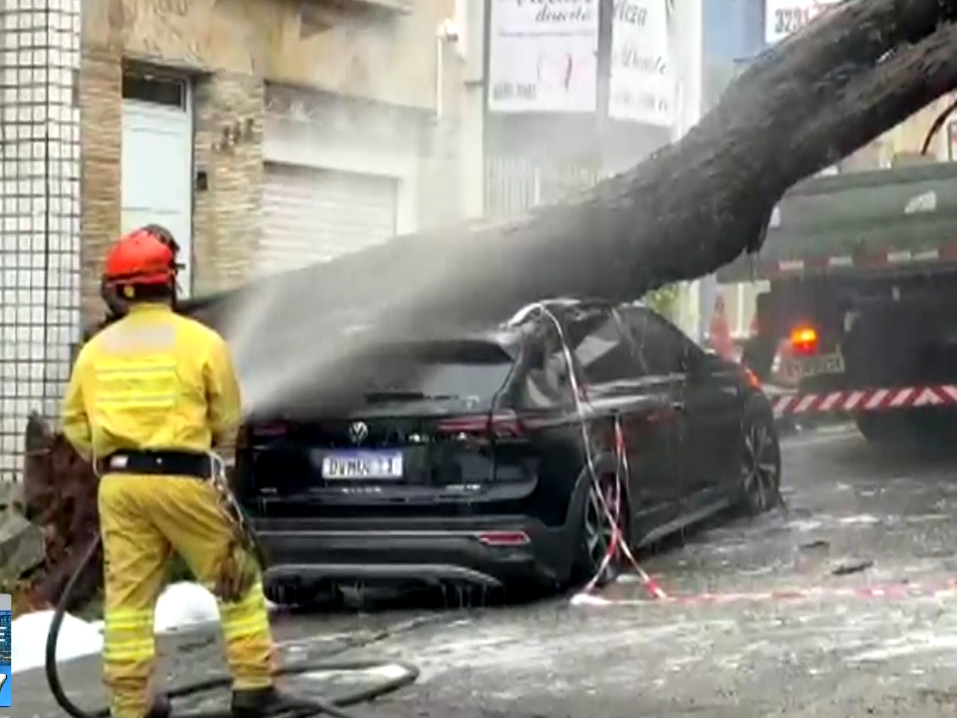 Imagem de carro sendo amassado por &aacute;rvore.